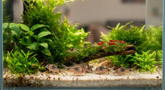 Bien débuter en eau douce : Le guide pour choisir ses premiers habitants (Nettoyeurs, Crevettes et Population)