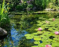 Bassin de jardin au printemps : Le guide ultime pour réussir la remise en route de votre écosystème